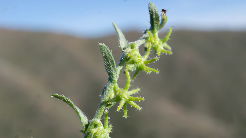 Plant that inspired Velcro invention, Other plants