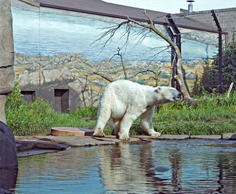 engineering animals engineers zoo asme polar odyssey minnesota como saint bear paul