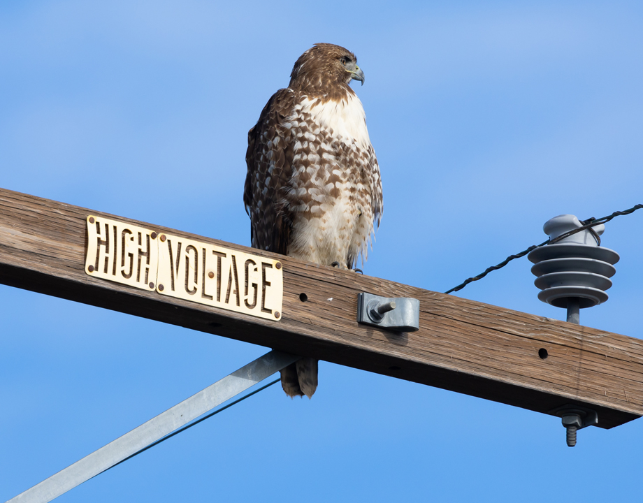 The resiliency of natural food webs could be imitated in electric grids
