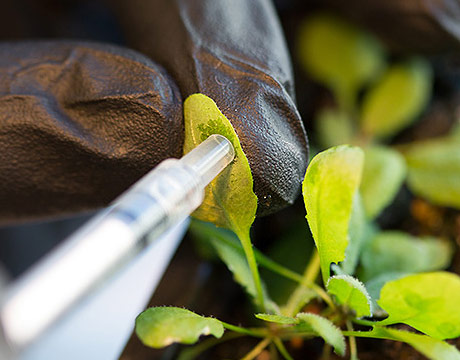 Bomb-Sniffing Spinach - ASME
