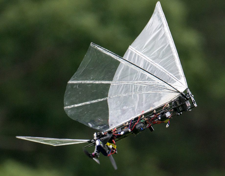 Engineering a Robotic Bird Like Other -