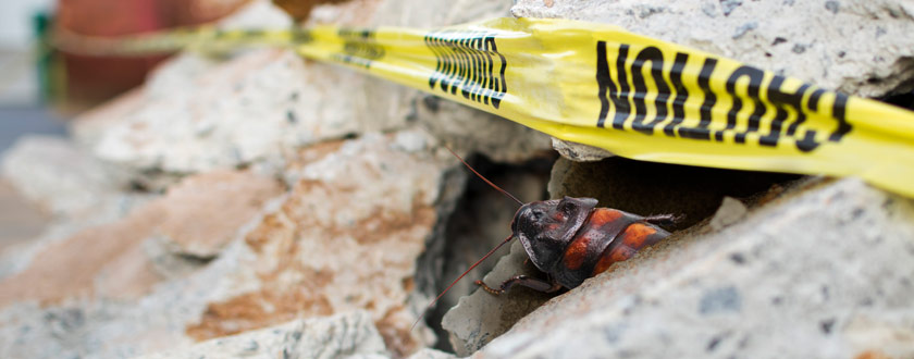 Biobots to the Rescue