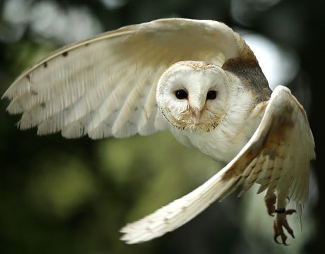 Image result for owl