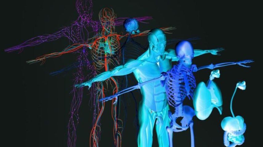 3D anatomical illustration depicting multiple layers of human anatomy in a faded, layered effect against a dark background, showcasing the skeletal system, muscular system, and circulatory or lymphati